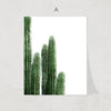 Cactus Collection Print