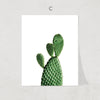 Cactus Collection Print