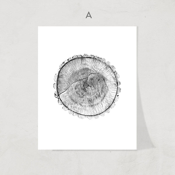 Cross Sections Print