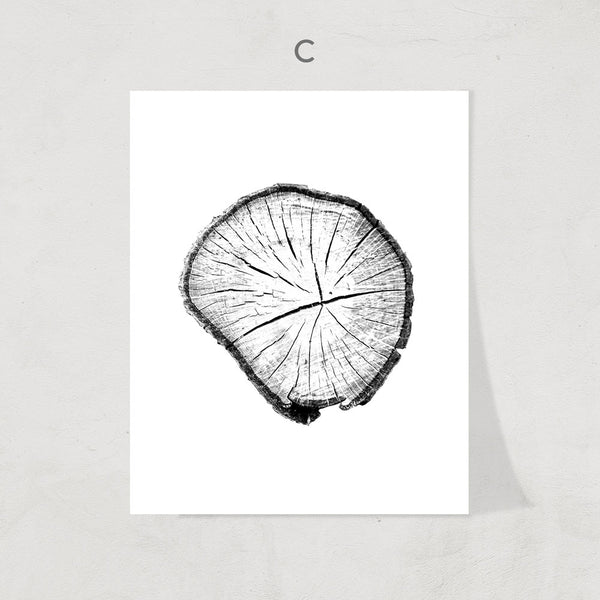 Cross Sections Print