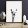 Curious Llama Print