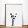 Curious Llama Print