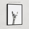 Curious Llama Print