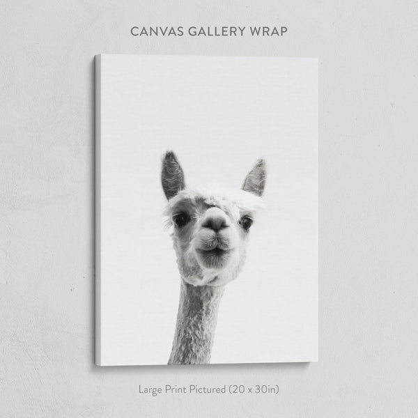 Curious Llama Print