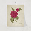 Vintage Botanicals Print