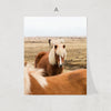 Wild Horse Print