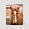 Wild Horse Print