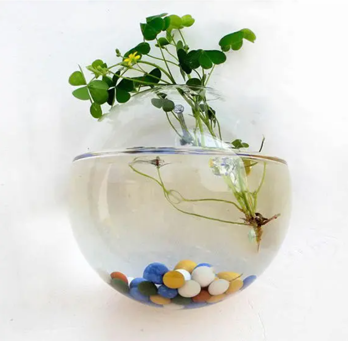 Creative Wall Mount Hydroponic Plant Vase