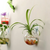 Creative Wall Mount Hydroponic Plant Vase