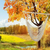 Portable Cotton Hammock Chair