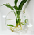 Creative Wall Mount Hydroponic Plant Vase