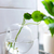 Creative Wall Mount Hydroponic Plant Vase